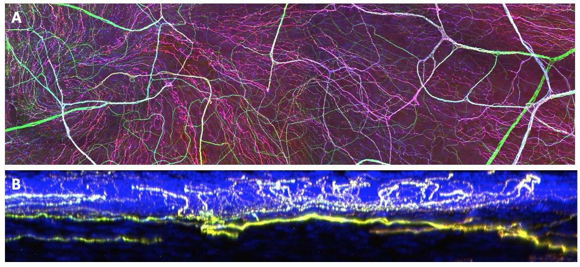 Figure 1. Innervation cornéenne vue en microscopie confocale – souris transgénique exprimant une protéine fluorescente dans les axones cornéens. A. Vue de face. Les différentes couleurs correspondent à différents types de fibres. B. Vue en coupe. Les terminaisons libres peptidergiques sont bien visibles dans l’épithélium coloré en bleu.
