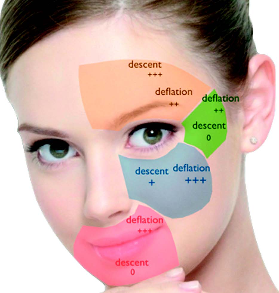 Figure 2. Mécanismes du vieillissement facial.
