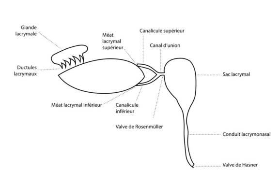 Figure 1. Anatomie du système lacrymal.
