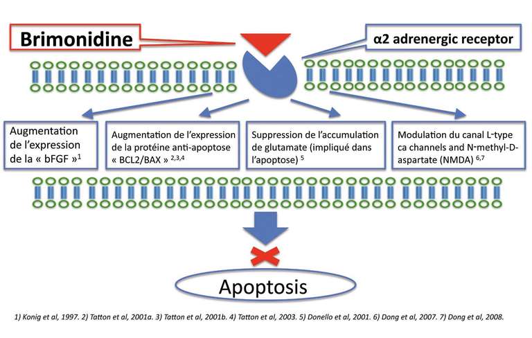 Figure 6. La brimonidine est également un neuroprotecteur Alpha 2 adrénergique utilisé dans le glaucome qui diminue l’aptoptose.

