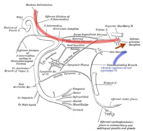 Figure 1. Innervation de la glande lacrymale – Voie efférente : contingent parasympathique en rouge et contingent végétatif en bleu. Henry Vandyke Carter - Henry Gray (1918).
