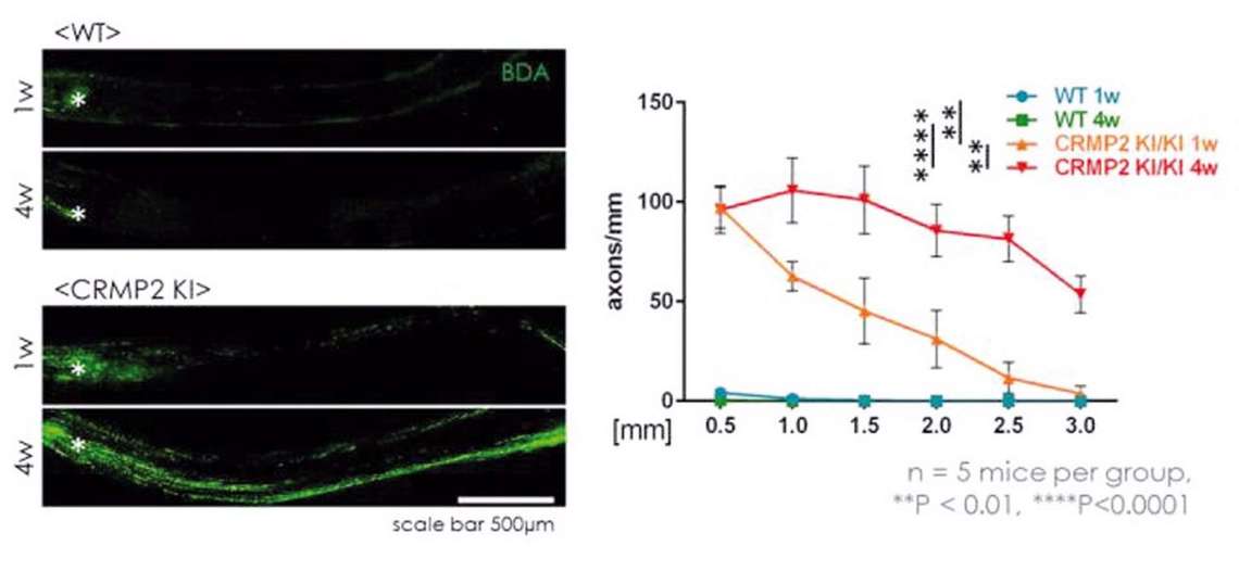 Régénération du nerf optique après lésion chez des souris KI CRMP2. L’analyse histologique, à gauche, montre cette régénération à 1 et 4 semaines (1w et 4w) après lésion dans le type sauvage (WT) et knock-in (KI CRMP2). La quantification des axones en régénération est aussi indiquée (à droite) selon la distance au site de lésion du nerf optique. ©Ohshima Laboratory, Waseda University

