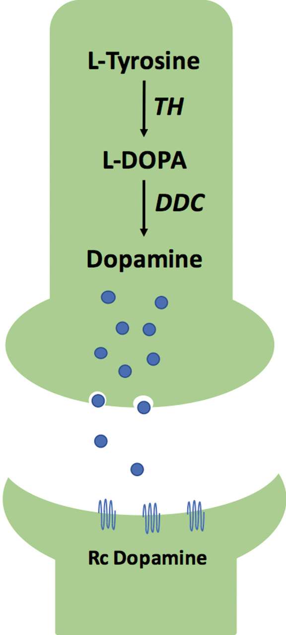 Figure 1. Voie métabolique de la production de dopamine dans un neurone dit « dopaminergique ». TH : tyrosine hydroxylase ; DDC : DOPA-décarboxylase.
