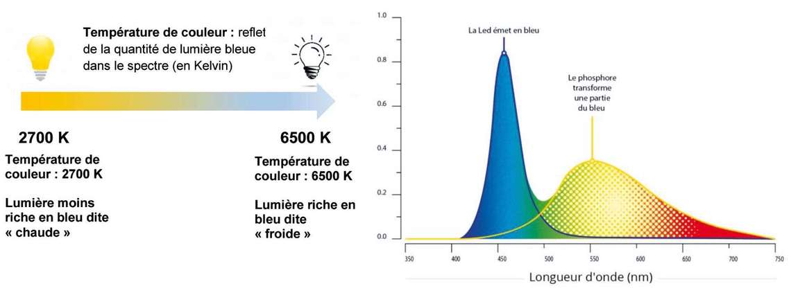 Figure 1. Spectre lumineux des LED. En couplant une LED bleue à une couche de phosphore, habituellement jaune, on obtient une lumière blanche. Les proportions respectives d’émission de bleu et de jaune permettent d’avoir un blanc plutôt « froid » ou plutôt « chaud ». Le spectre lumineux d’une lampe dépend de la technologie d’éclairage. Si, dans le spectre d’une lampe, la proportion de bleu est grande, la lumière ressemble à celle du soleil de midi : c’est une lumière dite « froide ». Si le rouge domine, la lumière ressemble au soleil couchant : c’est une lumière dite « chaude ». Mais attention, plus la température de couleur est basse, plus la LED est de couleur dite « chaude ». (Extrait du rapport ANSES)
