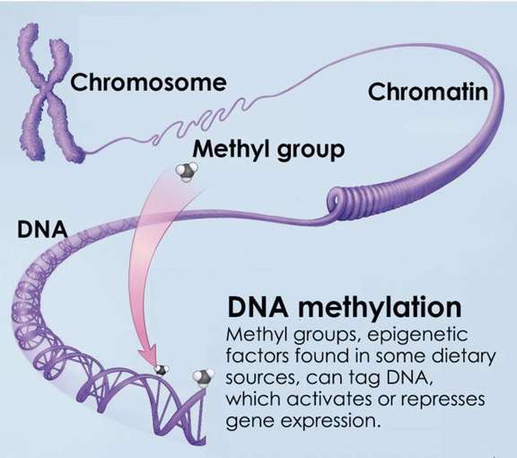 La méthylation de l’ADN est un mécanisme épigénétique essentiel pour le développement et la différentiation cellulaires normaux, et est aussi associée au vieillissement et à la formation de cancers. Quand elle est présente, elle réprime généralement l’expression génique. Crédit : NIH Common Fund
